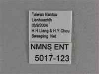 白斑弄蝶藏品圖，第3張