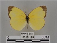 亮色黃蝶藏品圖，第1張