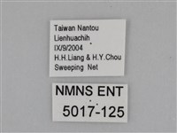 亮色黃蝶藏品圖，第3張