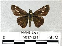 禾弄蝶藏品圖，第1張