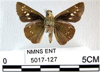 禾弄蝶藏品圖，第2張