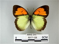 異粉蝶、雌白黃蝶藏品圖，第1張