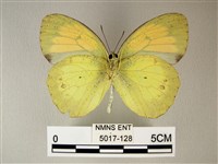 異粉蝶、雌白黃蝶藏品圖，第2張