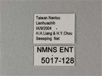 異粉蝶、雌白黃蝶藏品圖，第3張