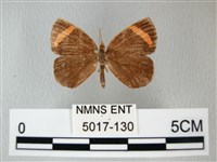 帶錨紋蛾藏品圖，第1張