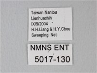 帶錨紋蛾藏品圖，第3張