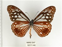 斯氏絹斑蝶藏品圖，第2張