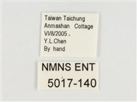 斯氏絹斑蝶藏品圖，第3張