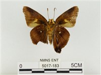 鐵色絨弄蝶藏品圖，第2張