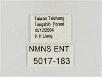 鐵色絨弄蝶藏品圖，第3張