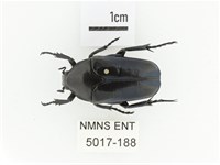 暗藍扁騷金龜藏品圖，第1張