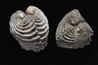 龍王圈心蛤藏品圖，第4張