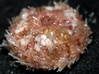 栗色寄居螺藏品圖，第4張