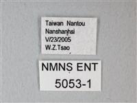 細邊琉灰蝶藏品圖，第3張