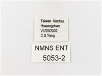 大藏波眼蝶藏品圖，第3張