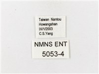 大藏波眼蝶藏品圖，第3張
