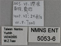 蘇鐵綺灰蝶藏品圖，第3張