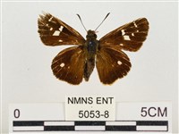 碎紋孔弄蝶藏品圖，第1張