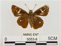 碎紋孔弄蝶藏品圖，第2張