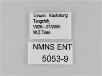 密紋波眼蝶藏品圖，第3張