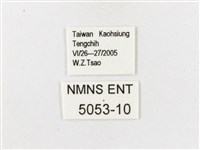 白帶波眼蝶藏品圖，第3張