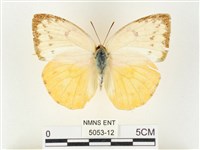 黃裙遷粉蝶藏品圖，第1張