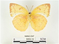 黃裙遷粉蝶藏品圖，第2張