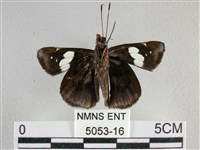 曲紋袖弄蝶藏品圖，第2張