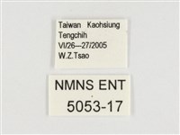 玉帶黛眼蝶藏品圖，第3張