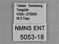 散紋盛蛺蝶藏品圖，第3張
