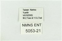 阿里山鐵灰蝶藏品圖，第3張