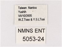 閃灰蝶藏品圖，第3張