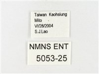 鑲邊尖粉蝶藏品圖，第3張