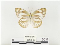 鑲邊尖粉蝶藏品圖，第2張