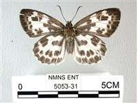 白弄蝶藏品圖，第1張