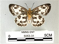 白弄蝶藏品圖，第2張