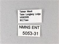 白弄蝶藏品圖，第3張