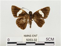 連紋袖弄蝶臺灣亞種藏品圖，第1張