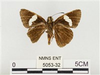 連紋袖弄蝶臺灣亞種藏品圖，第2張