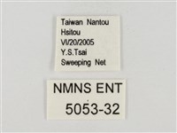 連紋袖弄蝶臺灣亞種藏品圖，第3張