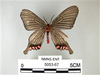 松村氏淺翅鳳蛾藏品圖，第2張