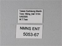 松村氏淺翅鳳蛾藏品圖，第3張