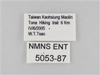 大波眼蝶藏品圖，第3張