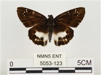 白裙弄蝶藏品圖，第1張