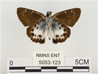 白裙弄蝶藏品圖，第2張