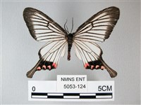 松村氏淺翅鳳蛾藏品圖，第1張