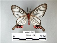 松村氏淺翅鳳蛾藏品圖，第2張