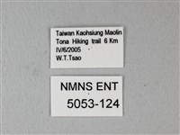 松村氏淺翅鳳蛾藏品圖，第3張