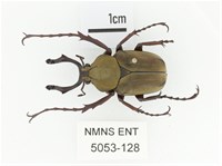 臺灣角金龜藏品圖，第1張