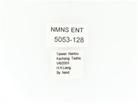 臺灣角金龜藏品圖，第2張